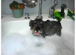 puppy bath
