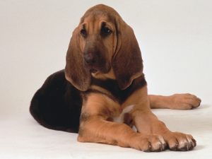 Bloodhound-hound-dogs-15363678-1600-1200