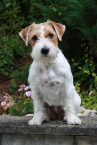 Rough_coat_Jack_Russell_terrier